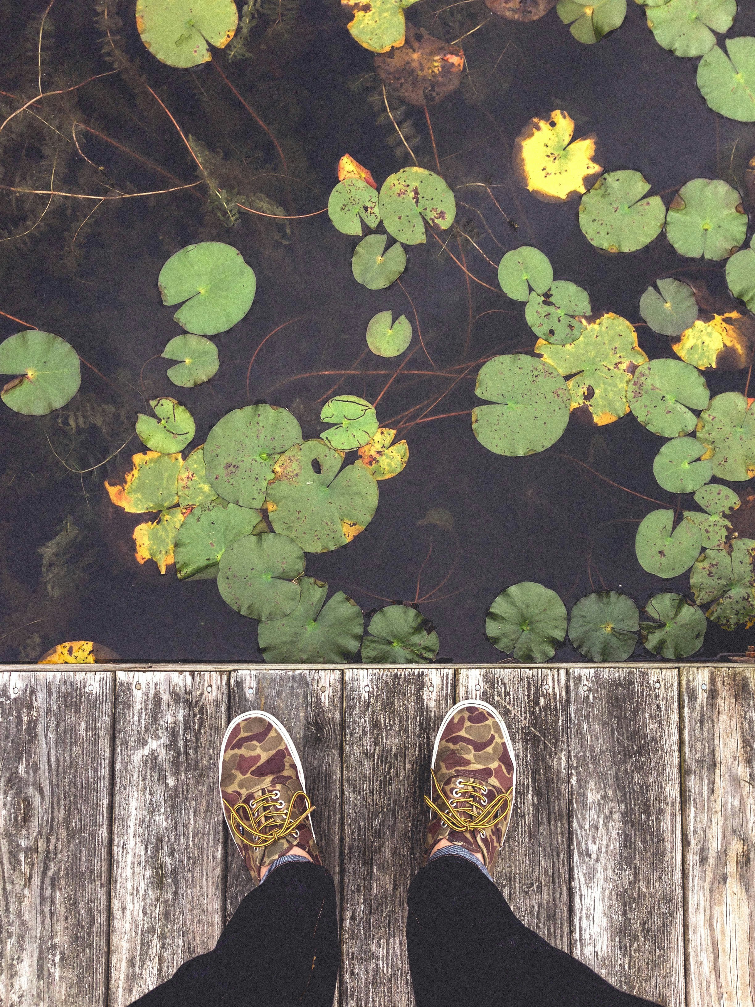 lily pods on water beside dock